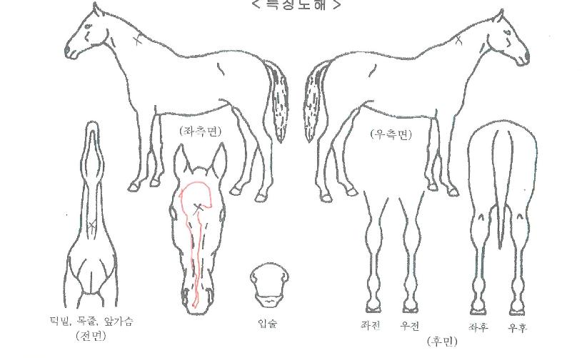 �λ�Ҹ��� ����,���,�޸�,�λ�,�ٸ��� Ư¡����