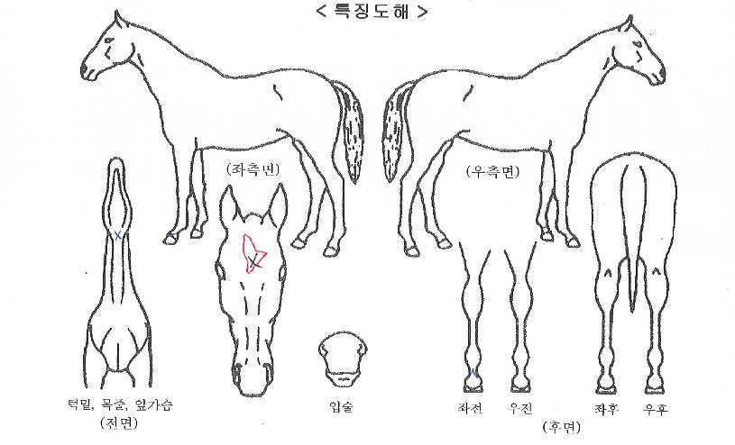 ���������� ����,���,�޸�,�λ�,�ٸ��� Ư¡����