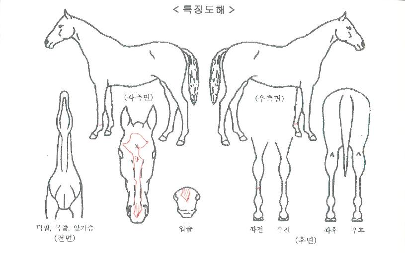 ���ο�Ҳ��ڸ��� ����,���,�޸�,�λ�,�ٸ��� Ư¡����