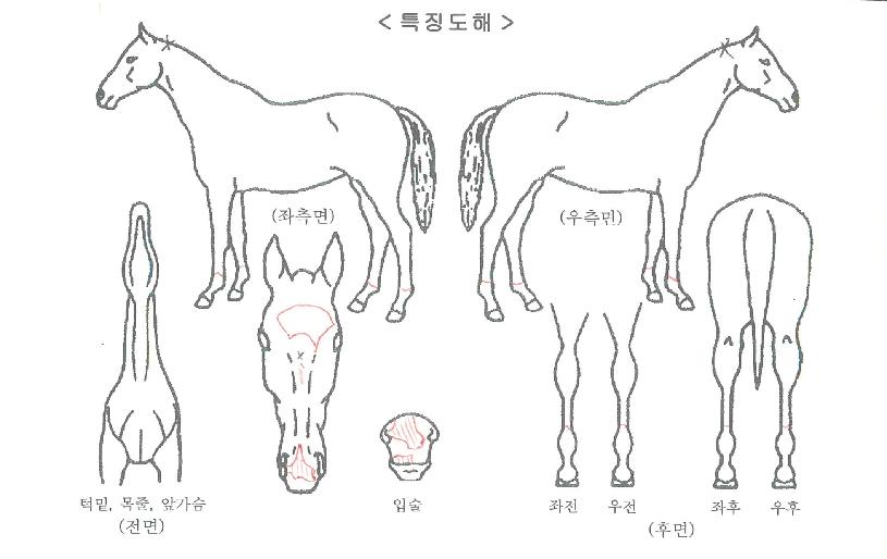 ½Â¸®¿©¿ÕÀÚ¸¶ÀÇ Ãø¸é,¿ì¸é,µÞ¸é,µÎ»ó,´Ù¸®ÀÇ Æ¯Â¡µµÇØ