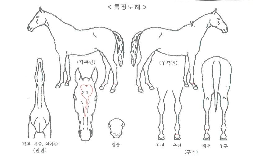 ½ºÇ«Æ®ÀÚ¸¶ÀÇ Ãø¸é,¿ì¸é,µÞ¸é,µÎ»ó,´Ù¸®ÀÇ Æ¯Â¡µµÇØ