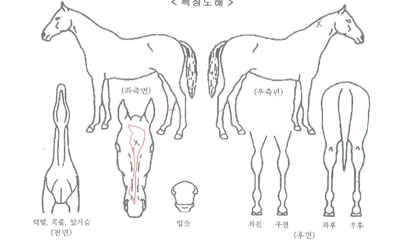 ���÷����� ����,���,�޸�,�λ�,�ٸ��� Ư¡����