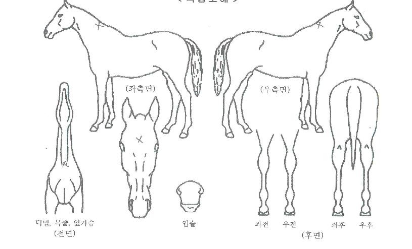 ¸®Áî¿ø´õÇ®ÀÇ Ãø¸é,¿ì¸é,µÞ¸é,µÎ»ó,´Ù¸®ÀÇ Æ¯Â¡µµÇØ
