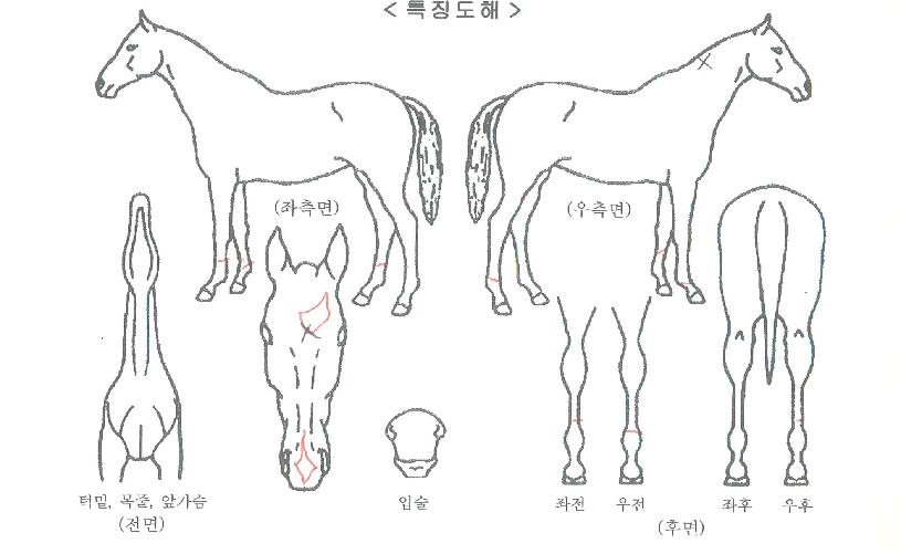 �����̸ƽ��� ����,���,�޸�,�λ�,�ٸ��� Ư¡����