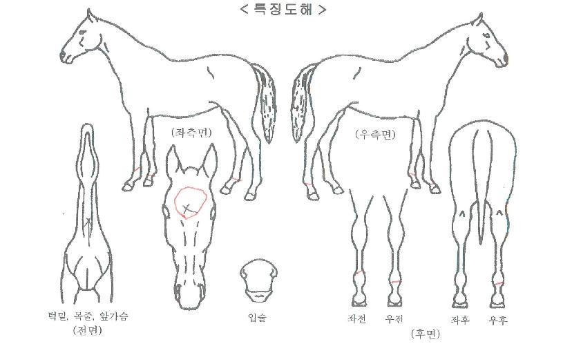 ���������ڸ��� ����,���,�޸�,�λ�,�ٸ��� Ư¡����