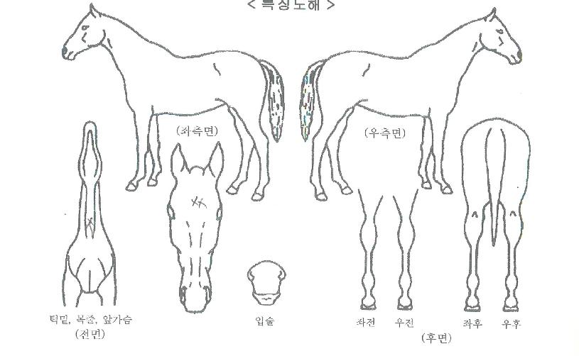 ¸¶±ºÀÇ Ãø¸é,¿ì¸é,µÞ¸é,µÎ»ó,´Ù¸®ÀÇ Æ¯Â¡µµÇØ