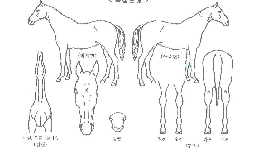 ���Ϸ�Ʈ����Ʈ���ڸ��� ����,���,�޸�,�λ�,�ٸ��� Ư¡����