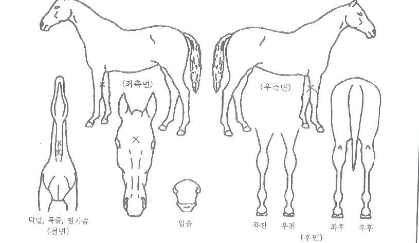 ������ڸ��� ����,���,�޸�,�λ�,�ٸ��� Ư¡����