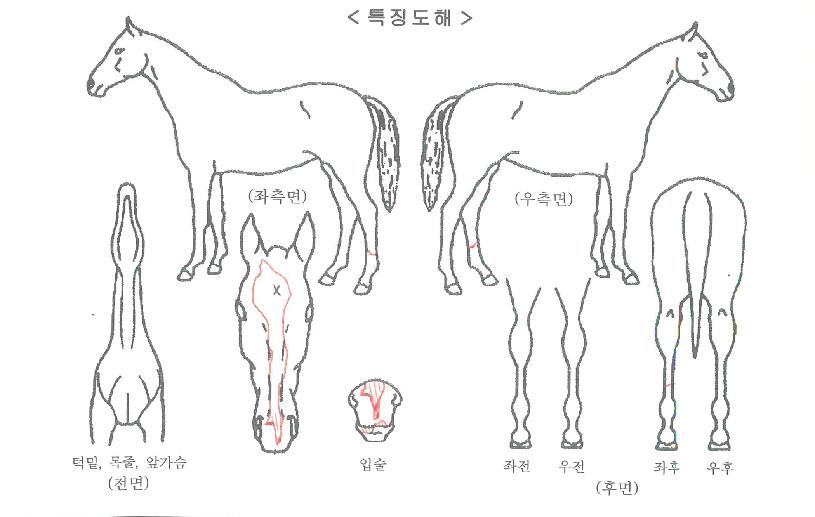 ÄøµÀÚ¸¶ÀÇ Ãø¸é,¿ì¸é,µÞ¸é,µÎ»ó,´Ù¸®ÀÇ Æ¯Â¡µµÇØ