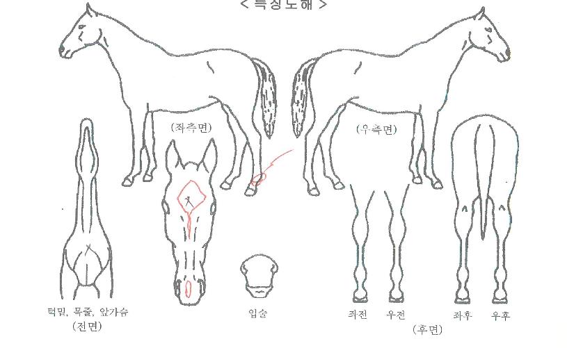 ��¯�����ڸ��� ����,���,�޸�,�λ�,�ٸ��� Ư¡����