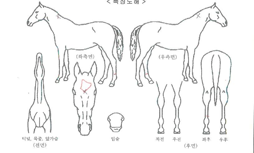 Á¦Æ®Ä³½ÃÀÇ Ãø¸é,¿ì¸é,µÞ¸é,µÎ»ó,´Ù¸®ÀÇ Æ¯Â¡µµÇØ