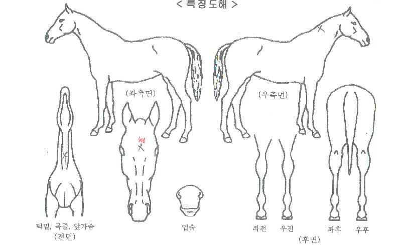 ¹ÌÁîÇ®ÇÁ·çÇÁÀÚ¸¶ÀÇ Ãø¸é,¿ì¸é,µÞ¸é,µÎ»ó,´Ù¸®ÀÇ Æ¯Â¡µµÇØ