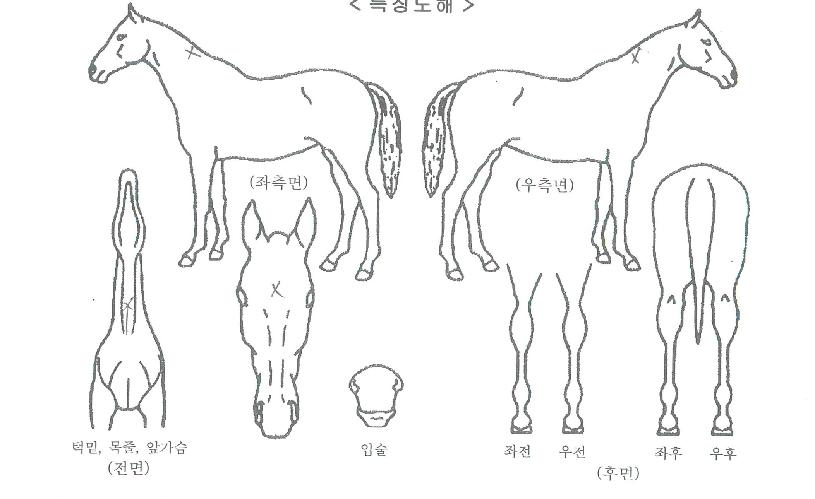 �Ƶ������ ����,���,�޸�,�λ�,�ٸ��� Ư¡����