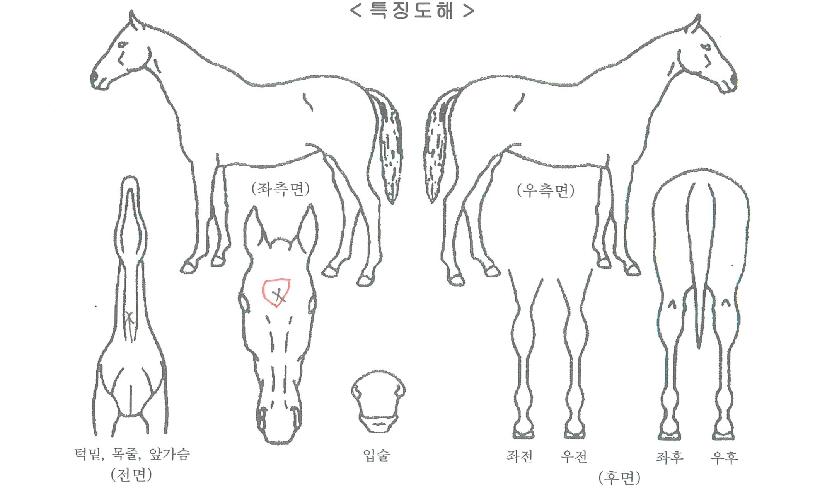 ´ë°ÅÀÚ¸¶ÀÇ Ãø¸é,¿ì¸é,µÞ¸é,µÎ»ó,´Ù¸®ÀÇ Æ¯Â¡µµÇØ