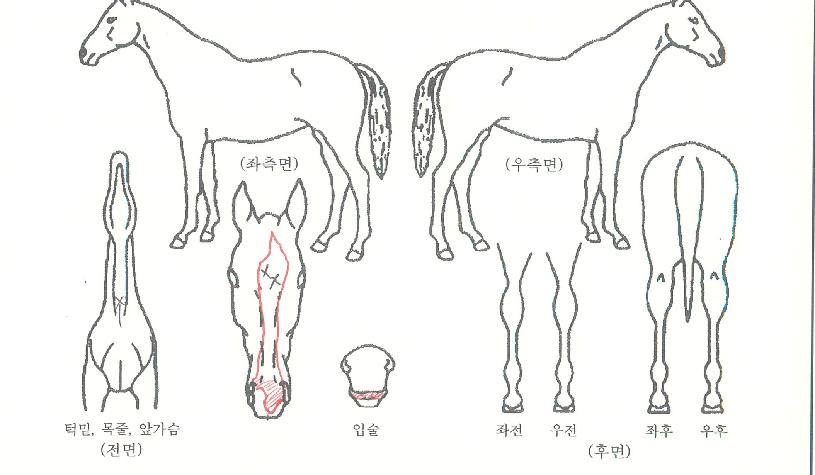 �������Ѹ��� ����,���,�޸�,�λ�,�ٸ��� Ư¡����