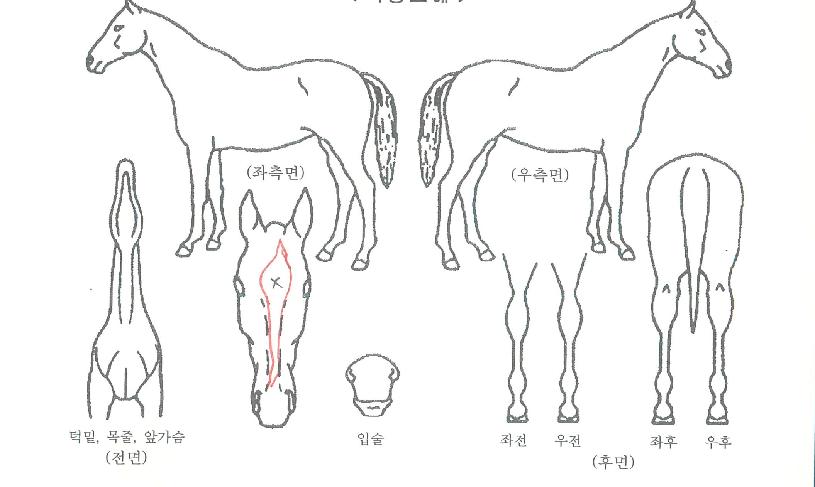 �������� ����,���,�޸�,�λ�,�ٸ��� Ư¡����