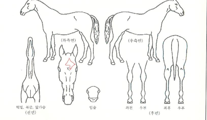 ºí·çĸƾÀÇ Ãø¸é,¿ì¸é,µÞ¸é,µÎ»ó,´Ù¸®ÀÇ Æ¯Â¡µµÇØ