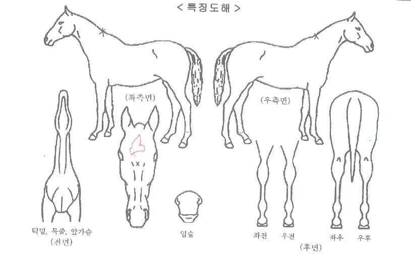 ·ç½ÃµåÀÇ Ãø¸é,¿ì¸é,µÞ¸é,µÎ»ó,´Ù¸®ÀÇ Æ¯Â¡µµÇØ