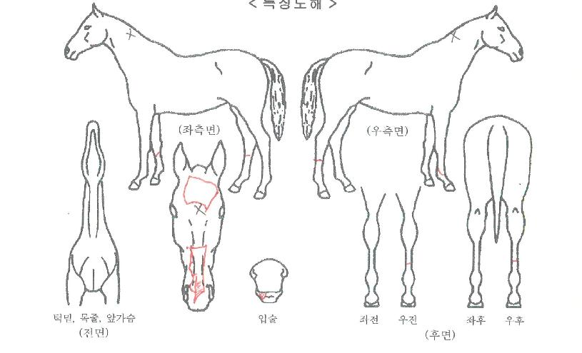 ¿¡À̽º¾Æ¸ðÄ«ÀÇ Ãø¸é,¿ì¸é,µÞ¸é,µÎ»ó,´Ù¸®ÀÇ Æ¯Â¡µµÇØ