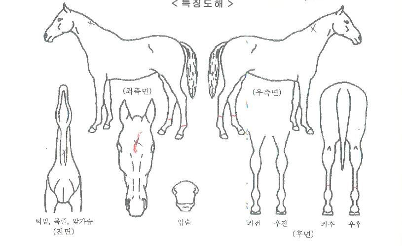 �¸��ѹ����ڸ��� ����,���,�޸�,�λ�,�ٸ��� Ư¡����