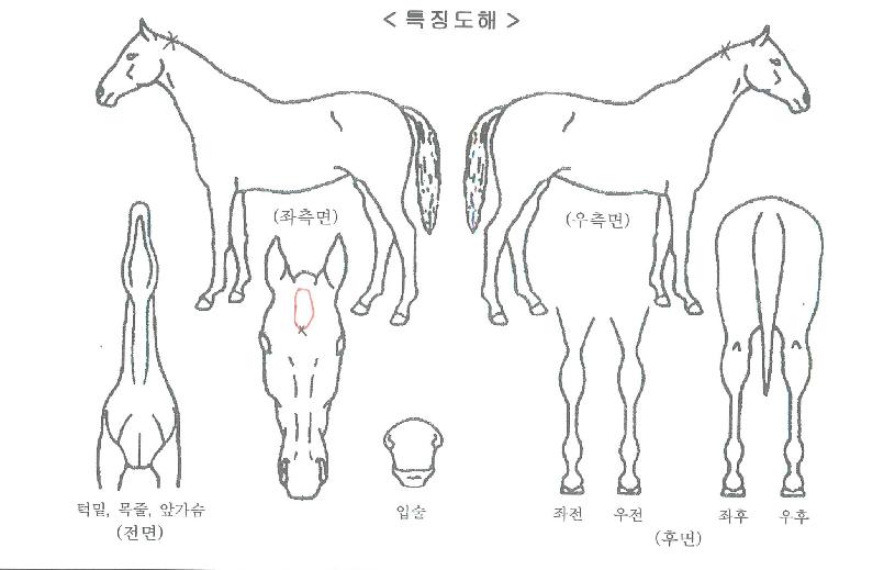 Æ÷ÀÎÆ®·¹ÀÎÀÇ Ãø¸é,¿ì¸é,µÞ¸é,µÎ»ó,´Ù¸®ÀÇ Æ¯Â¡µµÇØ