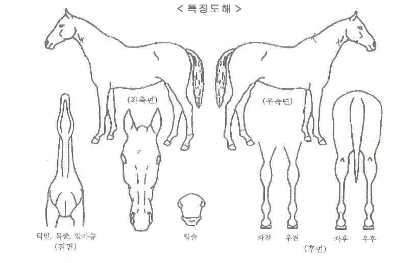 ÇÁ·¹½Ã½ºÅ¸Æ®ÀÇ Ãø¸é,¿ì¸é,µÞ¸é,µÎ»ó,´Ù¸®ÀÇ Æ¯Â¡µµÇØ