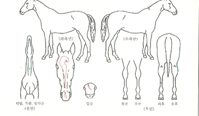 �۷ι������� ����,���,�޸�,�λ�,�ٸ��� Ư¡����