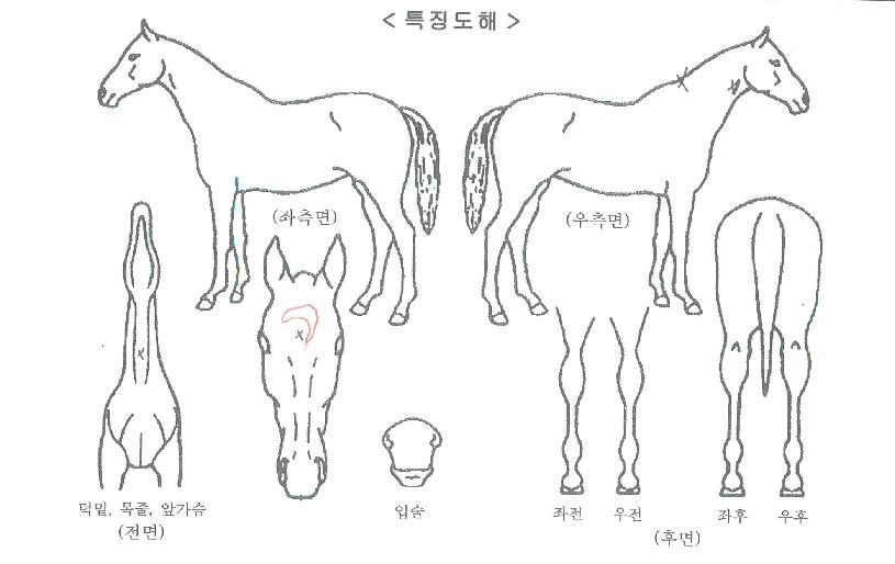 ���̵巡���� ����,���,�޸�,�λ�,�ٸ��� Ư¡����