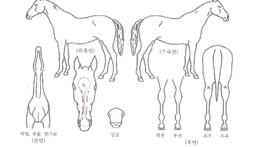 Ȧ���帲�����ڸ��� ����,���,�޸�,�λ�,�ٸ��� Ư¡����