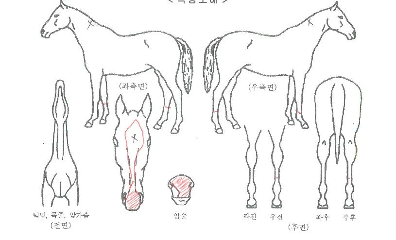 ¿Â¸®Ã¨ÇǾðÀÚ¸¶ÀÇ Ãø¸é,¿ì¸é,µÞ¸é,µÎ»ó,´Ù¸®ÀÇ Æ¯Â¡µµÇØ