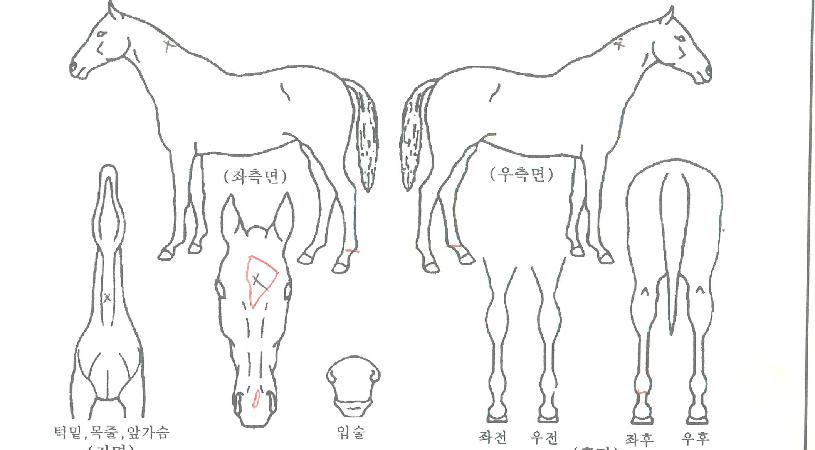 ǳ�������ڸ��� ����,���,�޸�,�λ�,�ٸ��� Ư¡����