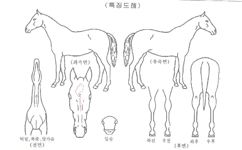 ÈÀÌÆ®Æ®·¹ÀÎÀÇ Ãø¸é,¿ì¸é,µÞ¸é,µÎ»ó,´Ù¸®ÀÇ Æ¯Â¡µµÇØ