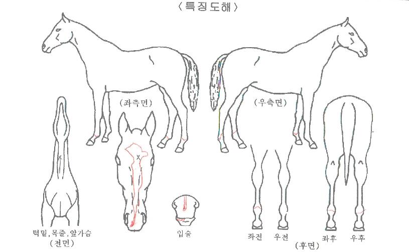 �̸�¡���ڸ��� ����,���,�޸�,�λ�,�ٸ��� Ư¡����