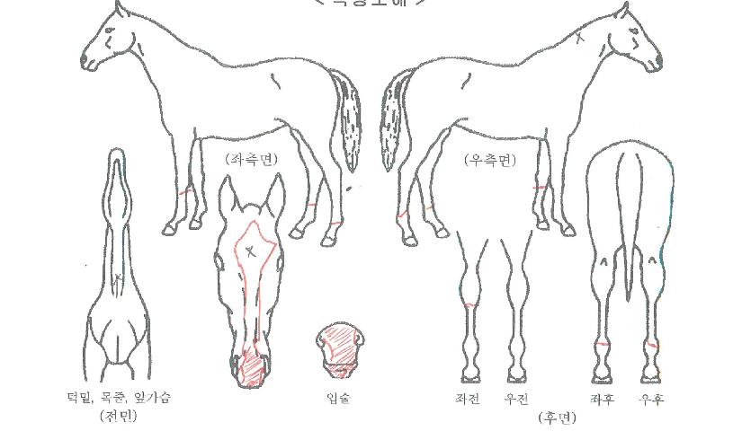 ������� ����,���,�޸�,�λ�,�ٸ��� Ư¡����