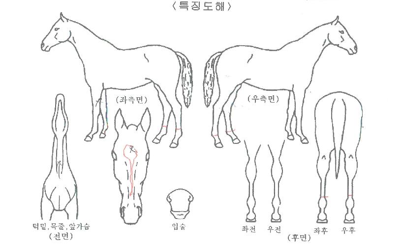 ½ºÄ«À̽ÂÀÇ Ãø¸é,¿ì¸é,µÞ¸é,µÎ»ó,´Ù¸®ÀÇ Æ¯Â¡µµÇØ