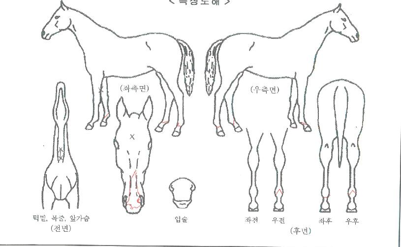 ������������ ����,���,�޸�,�λ�,�ٸ��� Ư¡����