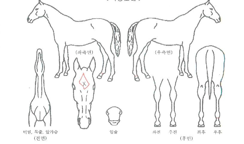 ¿ÍÀϵåÆÐ¼ÇÀÇ Ãø¸é,¿ì¸é,µÞ¸é,µÎ»ó,´Ù¸®ÀÇ Æ¯Â¡µµÇØ