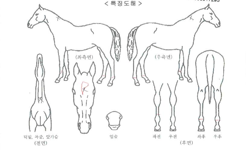 �Ѷ����� ����,���,�޸�,�λ�,�ٸ��� Ư¡����