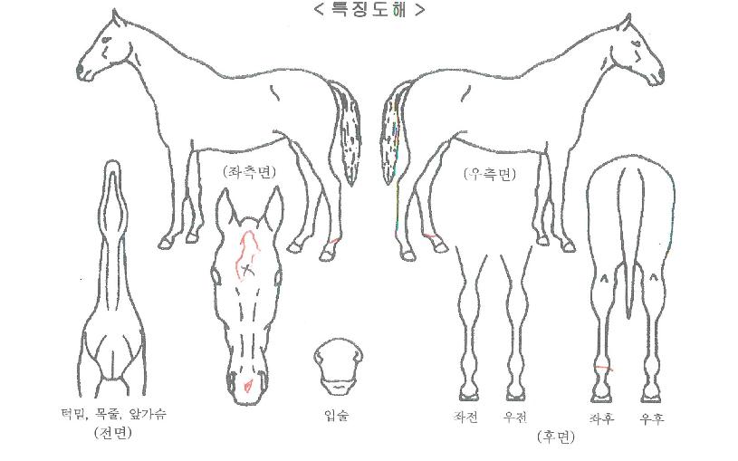 ³ªÀ̽º¸ÅÁ÷ÀÇ Ãø¸é,¿ì¸é,µÞ¸é,µÎ»ó,´Ù¸®ÀÇ Æ¯Â¡µµÇØ