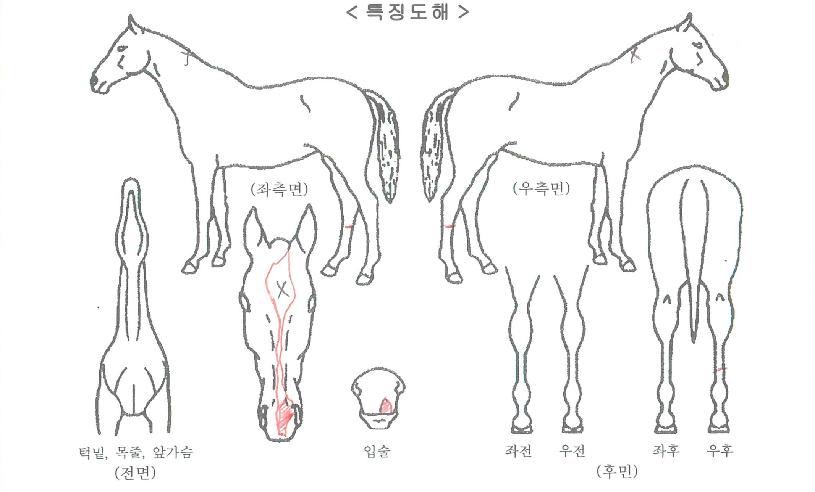 ¾ØÁî¹ÖÅ©ÀÚ¸¶ÀÇ Ãø¸é,¿ì¸é,µÞ¸é,µÎ»ó,´Ù¸®ÀÇ Æ¯Â¡µµÇØ