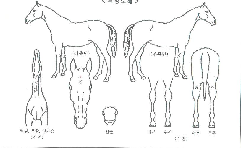 �ε����ڸ��� ����,���,�޸�,�λ�,�ٸ��� Ư¡����