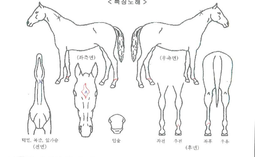 ÆÛ½ºÆ®Æ÷½º¿øÀÇ Ãø¸é,¿ì¸é,µÞ¸é,µÎ»ó,´Ù¸®ÀÇ Æ¯Â¡µµÇØ