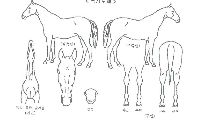 ÆÄ½ºÅÚÀÇ Ãø¸é,¿ì¸é,µÞ¸é,µÎ»ó,´Ù¸®ÀÇ Æ¯Â¡µµÇØ
