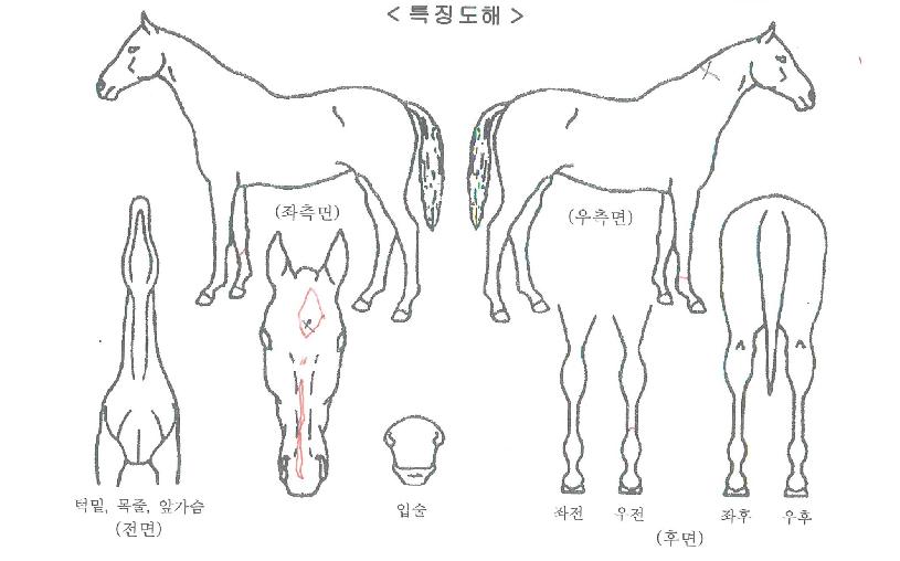 Á¶¼ÁÇÉÄýÀÇ Ãø¸é,¿ì¸é,µÞ¸é,µÎ»ó,´Ù¸®ÀÇ Æ¯Â¡µµÇØ