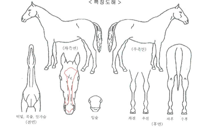 ¼ºÎƯ±ÞÀÇ Ãø¸é,¿ì¸é,µÞ¸é,µÎ»ó,´Ù¸®ÀÇ Æ¯Â¡µµÇØ