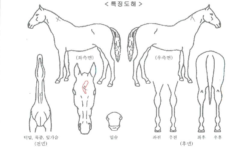 ���Ѵ��� ����,���,�޸�,�λ�,�ٸ��� Ư¡����