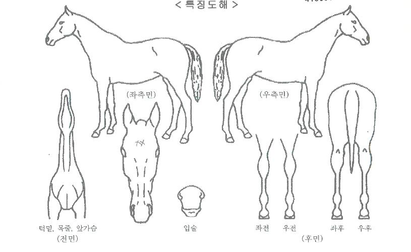 ¾Æ³ÊÄ®ÀÇ Ãø¸é,¿ì¸é,µÞ¸é,µÎ»ó,´Ù¸®ÀÇ Æ¯Â¡µµÇØ