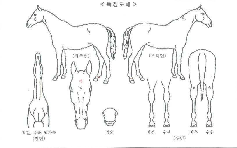 �������� ����,���,�޸�,�λ�,�ٸ��� Ư¡����