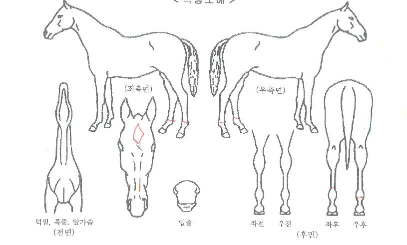 ��Ʈ�̸��� ����,���,�޸�,�λ�,�ٸ��� Ư¡����