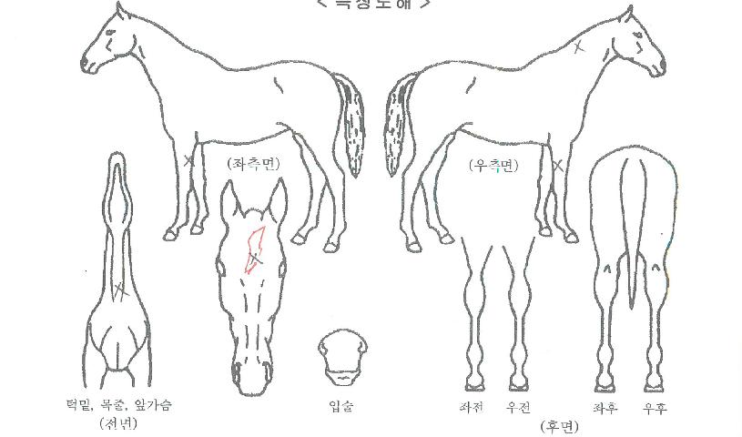 »çÀüÅ뺸ÀÇ Ãø¸é,¿ì¸é,µÞ¸é,µÎ»ó,´Ù¸®ÀÇ Æ¯Â¡µµÇØ